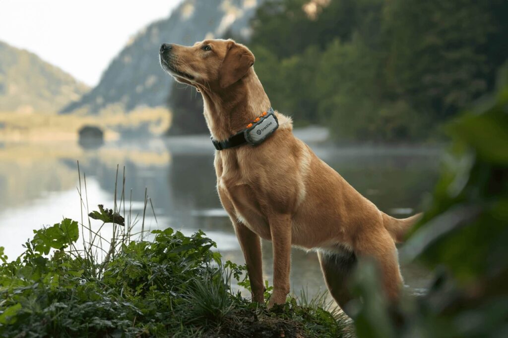 Pet GPS Tracker Review 2026: Are Smart Trackers Really Worth It for Dog and Cat Owners? pet gps tracker attached to a dog collar outdoors in suburban neighborhood